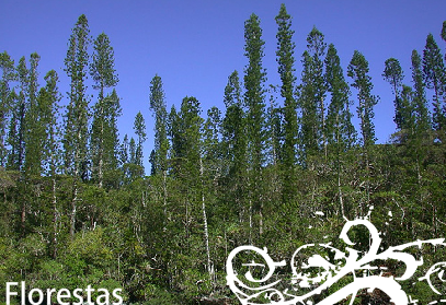Florestas de Skeptna - Foto Flickr